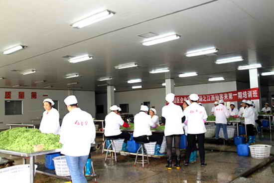 杭州亞運(yùn)會(huì)官方靈芝產(chǎn)品供應(yīng)商|杭州亞運(yùn)會(huì)官方供應(yīng)商|中國靈芝十大品牌|仙客來靈芝|仙客來靈芝破壁孢子粉|仙客來孢子油|仙客來靈芝飲片|仙客來破壁孢子粉|靈芝孢子油|孢子粉|靈芝破壁孢子粉|靈芝|中華老字號 杭州亞運(yùn)會(huì)官方靈芝產(chǎn)品供應(yīng)商|杭州亞運(yùn)會(huì)官方供應(yīng)商|中國靈芝十大品牌|仙客來靈芝|仙客來靈芝破壁孢子粉|仙客來孢子油|仙客來靈芝飲片|仙客來破壁孢子粉|靈芝孢子油|孢子粉|靈芝破壁孢子粉|靈芝|中華老字號