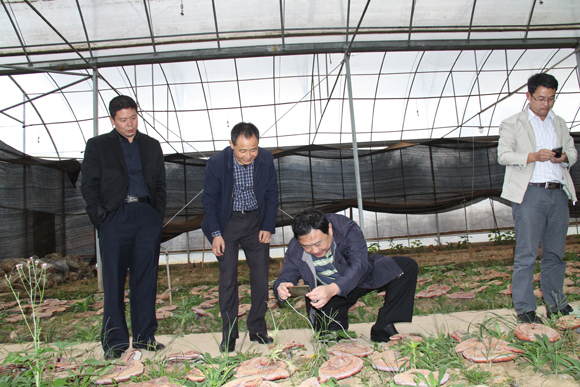 杭州亞運會官方靈芝產(chǎn)品供應(yīng)商|杭州亞運會官方供應(yīng)商|中國靈芝十大品牌|仙客來靈芝|仙客來靈芝破壁孢子粉|仙客來孢子油|仙客來靈芝飲片|仙客來破壁孢子粉|靈芝孢子油|孢子粉|靈芝破壁孢子粉|靈芝|中華老字號 杭州亞運會官方靈芝產(chǎn)品供應(yīng)商|杭州亞運會官方供應(yīng)商|中國靈芝十大品牌|仙客來靈芝|仙客來靈芝破壁孢子粉|仙客來孢子油|仙客來靈芝飲片|仙客來破壁孢子粉|靈芝孢子油|孢子粉|靈芝破壁孢子粉|靈芝|中華老字號