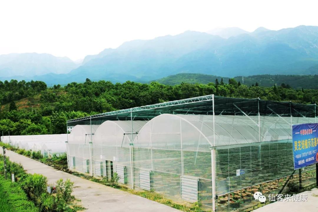 中國靈芝十大品牌|仙客來靈芝|仙客來靈芝破壁孢子粉|仙客來孢子油|仙客來靈芝飲片|仙客來破壁孢子粉|仙客來靈芝中藥飲片|馳名商標(biāo)|m.yuayua.cn| 中國靈芝十大品牌|仙客來靈芝|仙客來靈芝破壁孢子粉|仙客來孢子油|仙客來靈芝飲片|仙客來破壁孢子粉|仙客來靈芝中藥飲片|馳名商標(biāo)|m.yuayua.cn|