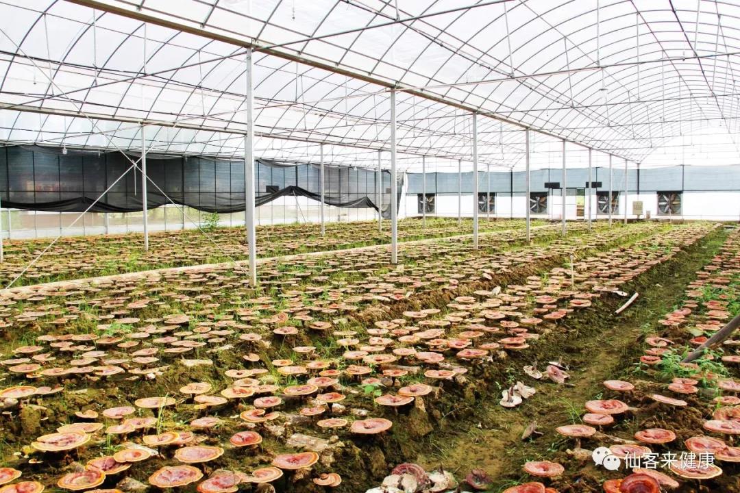 中國靈芝十大品牌|仙客來靈芝|仙客來靈芝破壁孢子粉|仙客來孢子油|仙客來靈芝飲片|仙客來破壁孢子粉|仙客來靈芝中藥飲片|馳名商標(biāo)|m.yuayua.cn| 中國靈芝十大品牌|仙客來靈芝|仙客來靈芝破壁孢子粉|仙客來孢子油|仙客來靈芝飲片|仙客來破壁孢子粉|仙客來靈芝中藥飲片|馳名商標(biāo)|m.yuayua.cn|