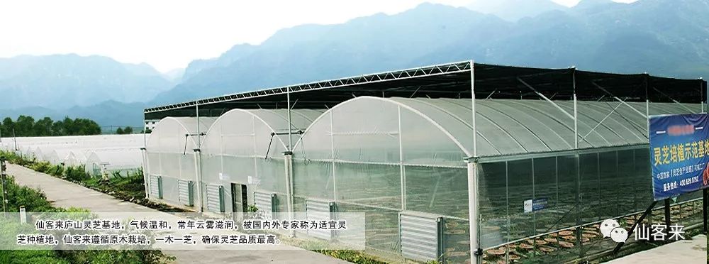 杭州亞運會官方靈芝產(chǎn)品供應(yīng)商|杭州亞運會官方供應(yīng)商|中國靈芝十大品牌|仙客來靈芝|仙客來靈芝破壁孢子粉|仙客來孢子油|仙客來靈芝飲片|仙客來破壁孢子粉|靈芝孢子油|孢子粉|靈芝破壁孢子粉|靈芝|中華老字號 杭州亞運會官方靈芝產(chǎn)品供應(yīng)商|杭州亞運會官方供應(yīng)商|中國靈芝十大品牌|仙客來靈芝|仙客來靈芝破壁孢子粉|仙客來孢子油|仙客來靈芝飲片|仙客來破壁孢子粉|靈芝孢子油|孢子粉|靈芝破壁孢子粉|靈芝|中華老字號