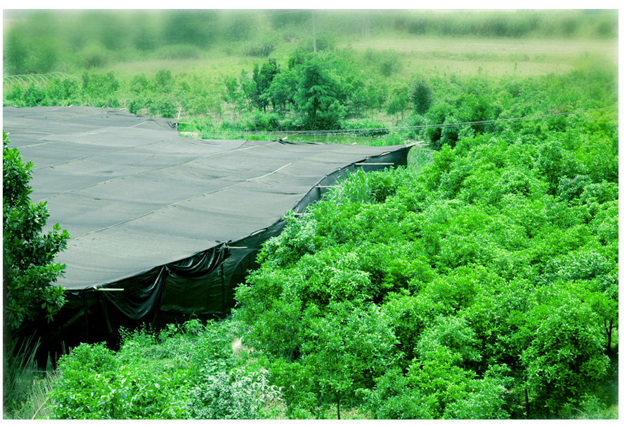 中國靈芝十大品牌|仙客來靈芝|仙客來靈芝破壁孢子粉|仙客來孢子油|仙客來靈芝飲片|仙客來破壁孢子粉|仙客來靈芝中藥飲片|馳名商標|m.yuayua.cn| 中國靈芝十大品牌|仙客來靈芝|仙客來靈芝破壁孢子粉|仙客來孢子油|仙客來靈芝飲片|仙客來破壁孢子粉|仙客來靈芝中藥飲片|馳名商標|m.yuayua.cn|