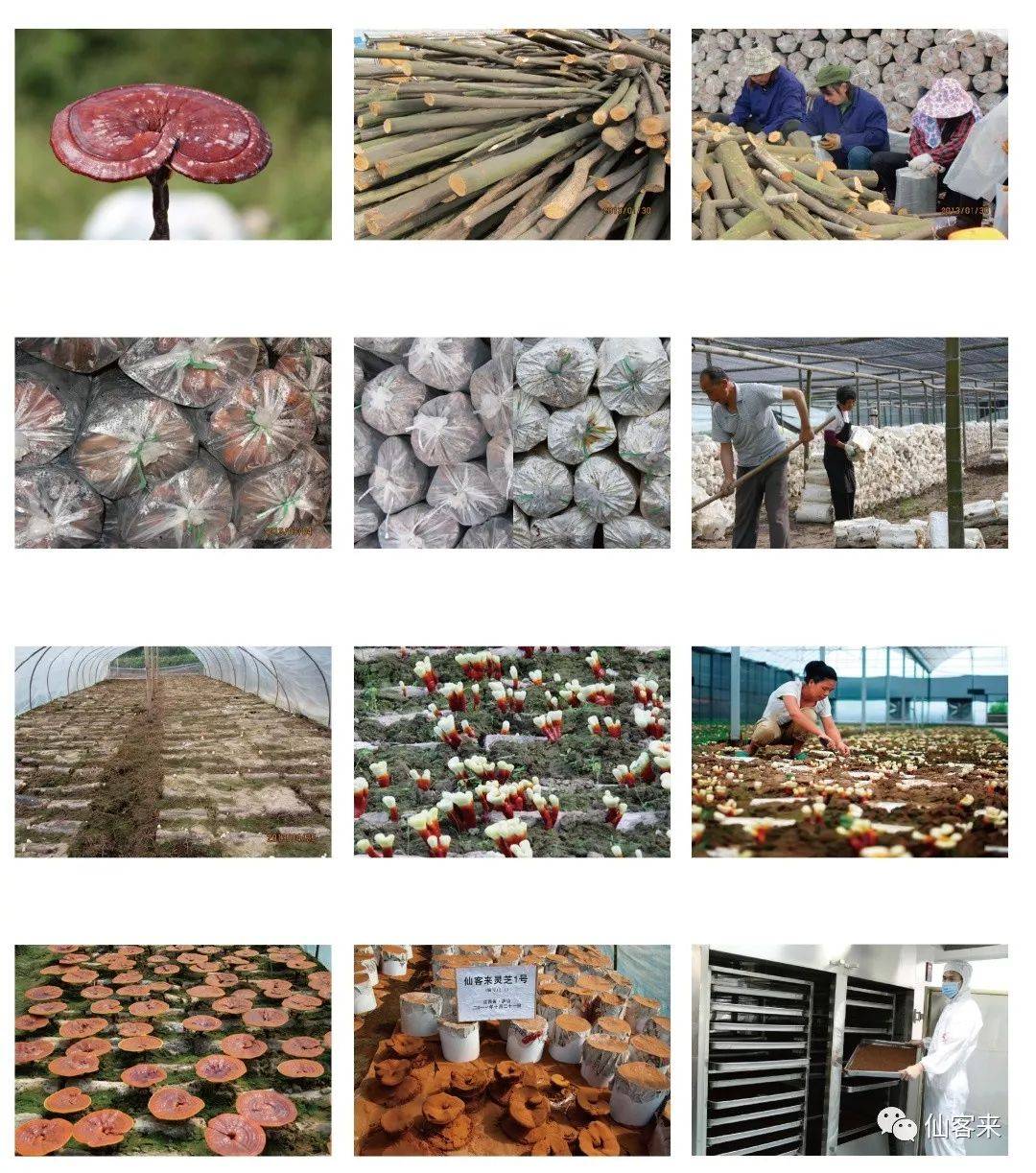 中國(guó)靈芝十大品牌|仙客來(lái)靈芝|仙客來(lái)靈芝破壁孢子粉|仙客來(lái)孢子油|仙客來(lái)靈芝飲片|仙客來(lái)破壁孢子粉|仙客來(lái)靈芝中藥飲片|馳名商標(biāo)|m.yuayua.cn|