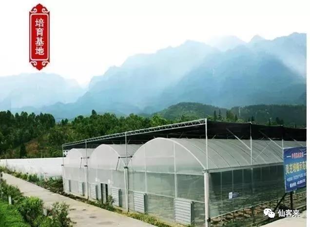 中國(guó)靈芝十大品牌|仙客來(lái)靈芝|仙客來(lái)靈芝破壁孢子粉|仙客來(lái)孢子油|仙客來(lái)靈芝飲片|仙客來(lái)破壁孢子粉|仙客來(lái)靈芝中藥飲片|馳名商標(biāo)|m.yuayua.cn|