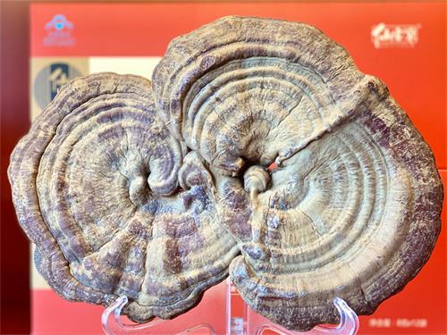 1594281727364090.jpeg IMG_3538.jpeg