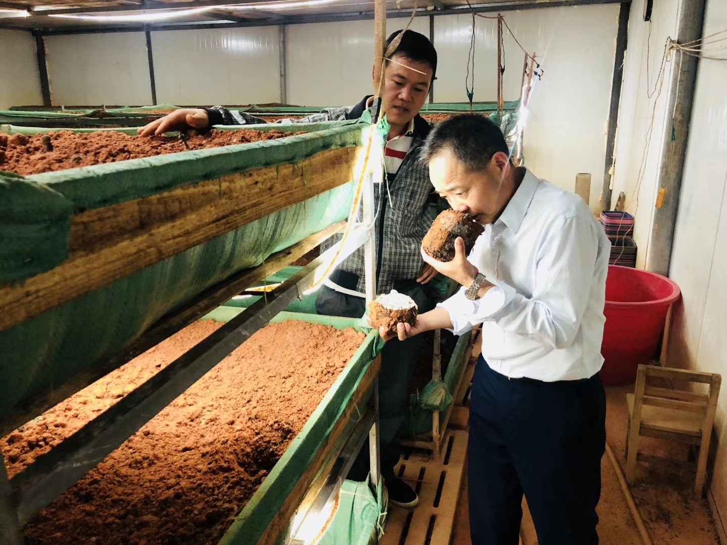 杭州亞運會官方靈芝產(chǎn)品供應(yīng)商|杭州亞運會官方供應(yīng)商|中國靈芝十大品牌|仙客來靈芝|仙客來靈芝破壁孢子粉|仙客來孢子油|仙客來靈芝飲片|仙客來破壁孢子粉|靈芝孢子油|孢子粉|靈芝破壁孢子粉|靈芝|中華老字號 杭州亞運會官方靈芝產(chǎn)品供應(yīng)商|杭州亞運會官方供應(yīng)商|中國靈芝十大品牌|仙客來靈芝|仙客來靈芝破壁孢子粉|仙客來孢子油|仙客來靈芝飲片|仙客來破壁孢子粉|靈芝孢子油|孢子粉|靈芝破壁孢子粉|靈芝|中華老字號