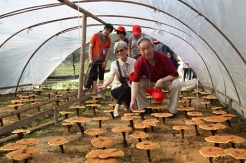 杭州亞運(yùn)會官方靈芝產(chǎn)品供應(yīng)商|杭州亞運(yùn)會官方供應(yīng)商|中國靈芝十大品牌|仙客來靈芝|仙客來靈芝破壁孢子粉|仙客來孢子油|仙客來靈芝飲片|仙客來破壁孢子粉|靈芝孢子油|孢子粉|靈芝破壁孢子粉|靈芝|中華老字號 杭州亞運(yùn)會官方靈芝產(chǎn)品供應(yīng)商|杭州亞運(yùn)會官方供應(yīng)商|中國靈芝十大品牌|仙客來靈芝|仙客來靈芝破壁孢子粉|仙客來孢子油|仙客來靈芝飲片|仙客來破壁孢子粉|靈芝孢子油|孢子粉|靈芝破壁孢子粉|靈芝|中華老字號