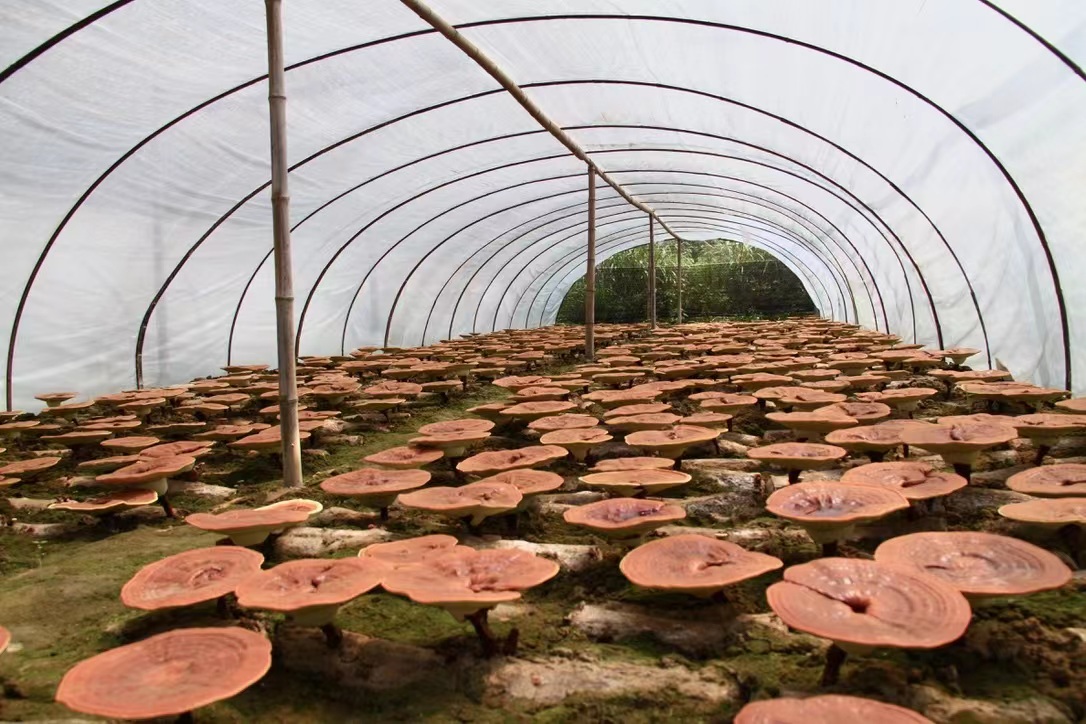 杭州亞運(yùn)會(huì)官方靈芝產(chǎn)品供應(yīng)商|杭州亞運(yùn)會(huì)官方供應(yīng)商|中國(guó)靈芝十大品牌|仙客來(lái)靈芝|仙客來(lái)靈芝破壁孢子粉|仙客來(lái)孢子油|仙客來(lái)靈芝飲片|仙客來(lái)破壁孢子粉|靈芝孢子油|孢子粉|靈芝破壁孢子粉|靈芝|中華老字號(hào) 杭州亞運(yùn)會(huì)官方靈芝產(chǎn)品供應(yīng)商|杭州亞運(yùn)會(huì)官方供應(yīng)商|中國(guó)靈芝十大品牌|仙客來(lái)靈芝|仙客來(lái)靈芝破壁孢子粉|仙客來(lái)孢子油|仙客來(lái)靈芝飲片|仙客來(lái)破壁孢子粉|靈芝孢子油|孢子粉|靈芝破壁孢子粉|靈芝|中華老字號(hào)