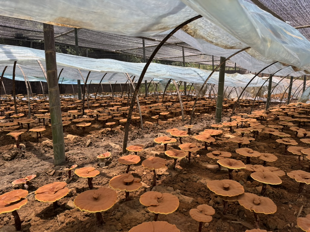 杭州亞運(yùn)會(huì)官方靈芝產(chǎn)品供應(yīng)商|杭州亞運(yùn)會(huì)官方供應(yīng)商|中國(guó)靈芝十大品牌|仙客來(lái)靈芝|仙客來(lái)靈芝破壁孢子粉|仙客來(lái)孢子油|仙客來(lái)靈芝飲片|仙客來(lái)破壁孢子粉|靈芝孢子油|孢子粉|靈芝破壁孢子粉|靈芝|中華老字號(hào) 杭州亞運(yùn)會(huì)官方靈芝產(chǎn)品供應(yīng)商|杭州亞運(yùn)會(huì)官方供應(yīng)商|中國(guó)靈芝十大品牌|仙客來(lái)靈芝|仙客來(lái)靈芝破壁孢子粉|仙客來(lái)孢子油|仙客來(lái)靈芝飲片|仙客來(lái)破壁孢子粉|靈芝孢子油|孢子粉|靈芝破壁孢子粉|靈芝|中華老字號(hào)