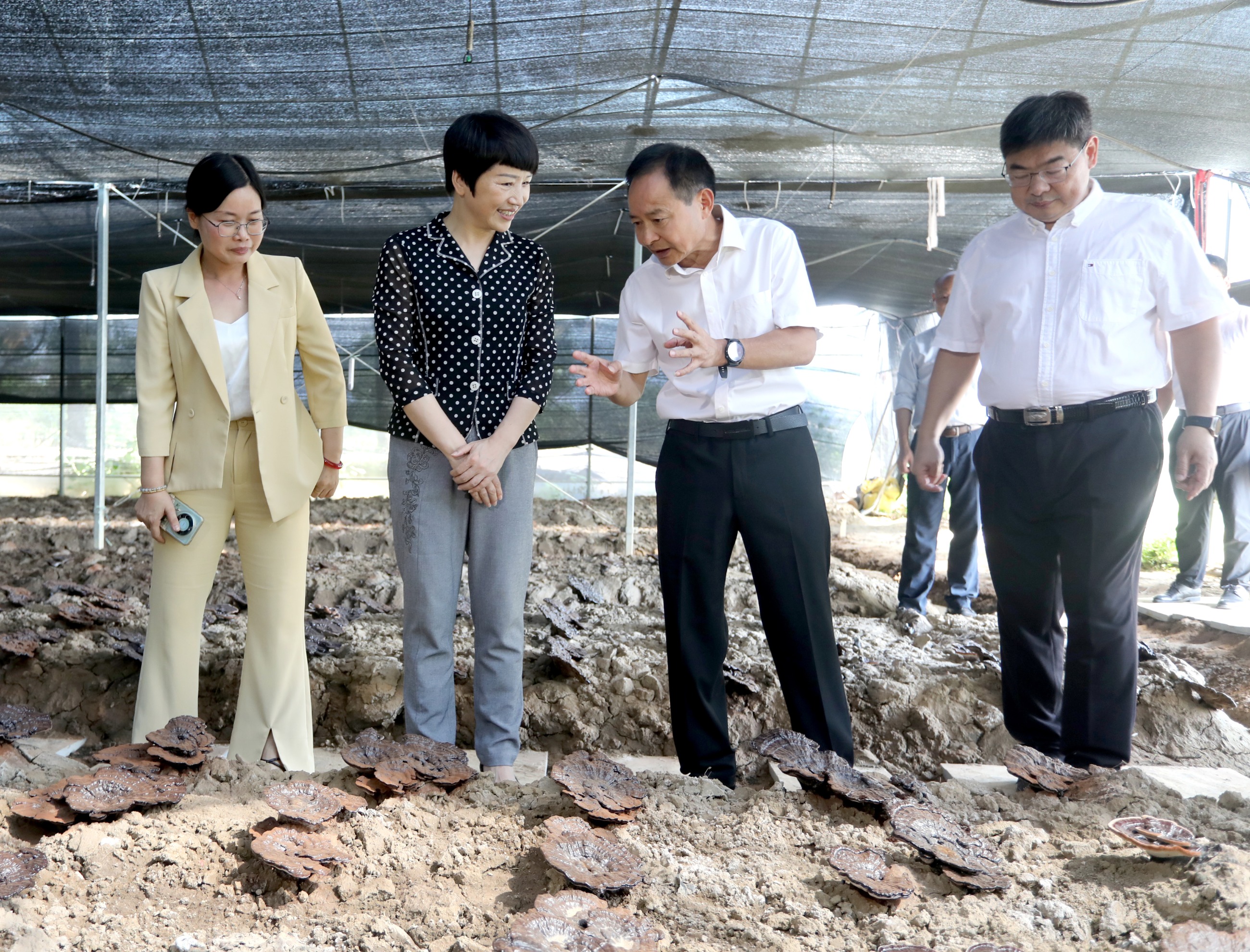 杭州亞運(yùn)會(huì)官方靈芝產(chǎn)品供應(yīng)商|杭州亞運(yùn)會(huì)官方供應(yīng)商|中國靈芝十大品牌|仙客來靈芝|仙客來靈芝破壁孢子粉|仙客來孢子油|仙客來靈芝飲片|仙客來破壁孢子粉|靈芝孢子油|孢子粉|靈芝破壁孢子粉|靈芝|中華老字號(hào) 杭州亞運(yùn)會(huì)官方靈芝產(chǎn)品供應(yīng)商|杭州亞運(yùn)會(huì)官方供應(yīng)商|中國靈芝十大品牌|仙客來靈芝|仙客來靈芝破壁孢子粉|仙客來孢子油|仙客來靈芝飲片|仙客來破壁孢子粉|靈芝孢子油|孢子粉|靈芝破壁孢子粉|靈芝|中華老字號(hào)