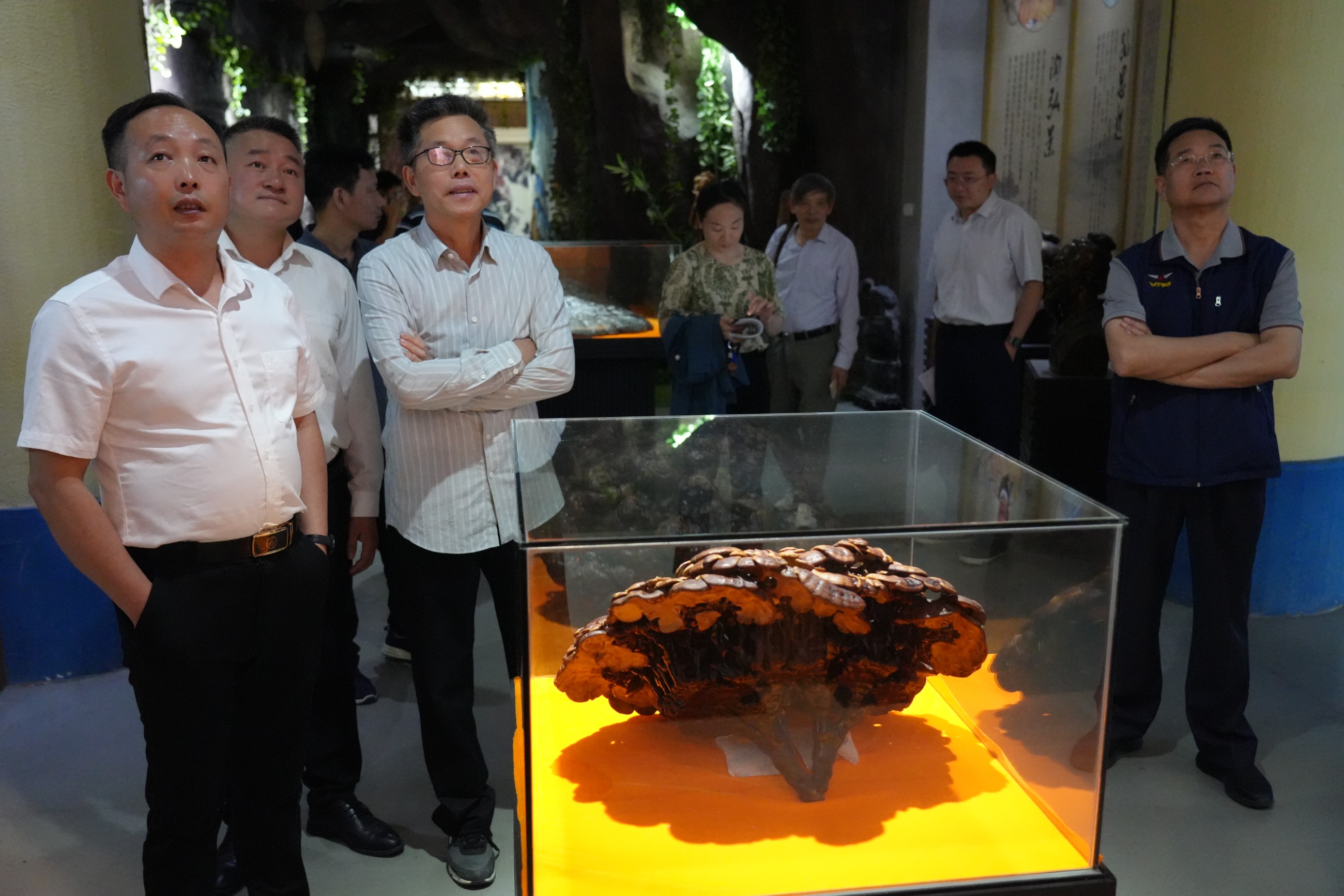 杭州亞運(yùn)會(huì)官方靈芝產(chǎn)品供應(yīng)商|杭州亞運(yùn)會(huì)官方供應(yīng)商|中國靈芝十大品牌|仙客來靈芝|仙客來靈芝破壁孢子粉|仙客來孢子油|仙客來靈芝飲片|仙客來破壁孢子粉|靈芝孢子油|孢子粉|靈芝破壁孢子粉|靈芝|中華老字號(hào) 杭州亞運(yùn)會(huì)官方靈芝產(chǎn)品供應(yīng)商|杭州亞運(yùn)會(huì)官方供應(yīng)商|中國靈芝十大品牌|仙客來靈芝|仙客來靈芝破壁孢子粉|仙客來孢子油|仙客來靈芝飲片|仙客來破壁孢子粉|靈芝孢子油|孢子粉|靈芝破壁孢子粉|靈芝|中華老字號(hào)