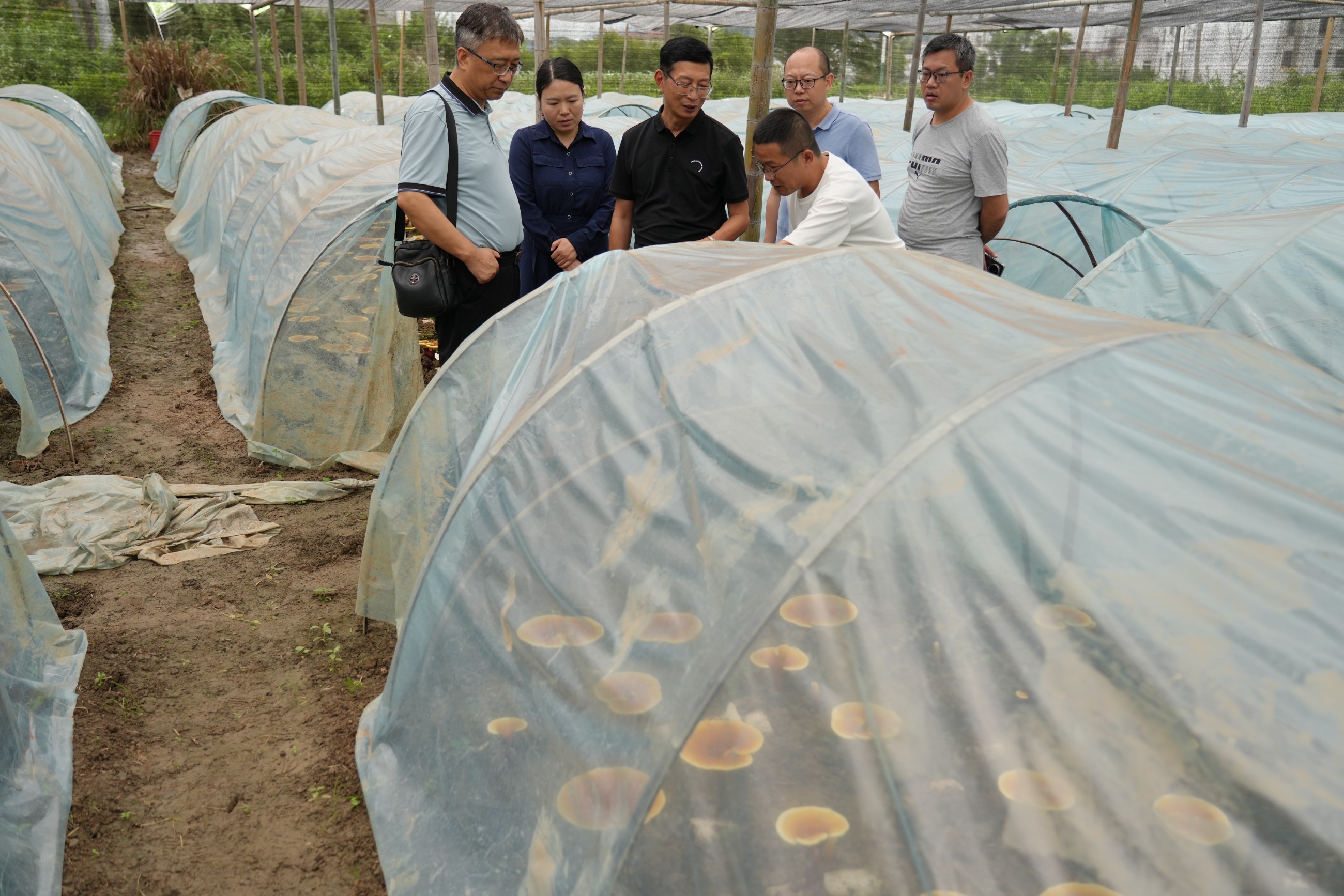 杭州亞運(yùn)會(huì)官方靈芝產(chǎn)品供應(yīng)商|杭州亞運(yùn)會(huì)官方供應(yīng)商|中國靈芝十大品牌|仙客來靈芝|仙客來靈芝破壁孢子粉|仙客來孢子油|仙客來靈芝飲片|仙客來破壁孢子粉|靈芝孢子油|孢子粉|靈芝破壁孢子粉|靈芝|中華老字號(hào)