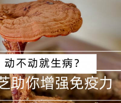靈芝，預(yù)防您夏季上“火”
