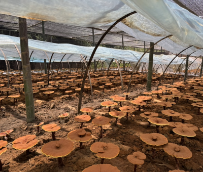 共同見證！首屆靈芝日慶典暨仙客來與北京大學(xué)醫(yī)學(xué)部科研成果發(fā)布會(huì)舉行